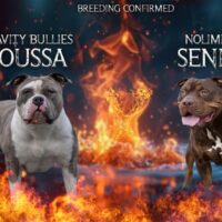 Gravity Bullies Boussa X Sendy