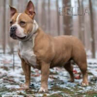 bella donna (belgium)