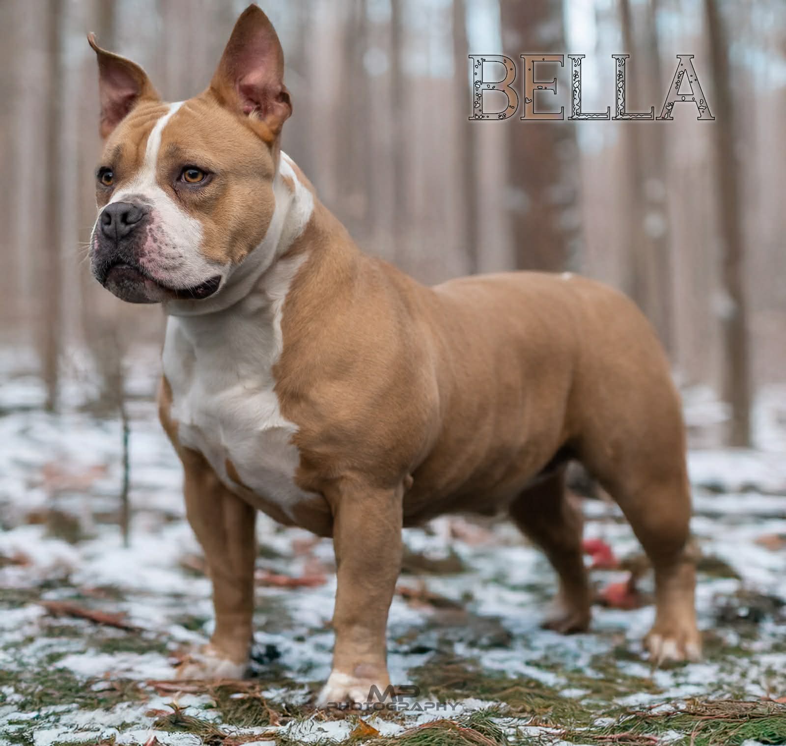 Dog Featured Image