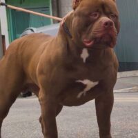 BIG JHONNY CRAZY
