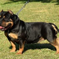 muscletone’s hevora