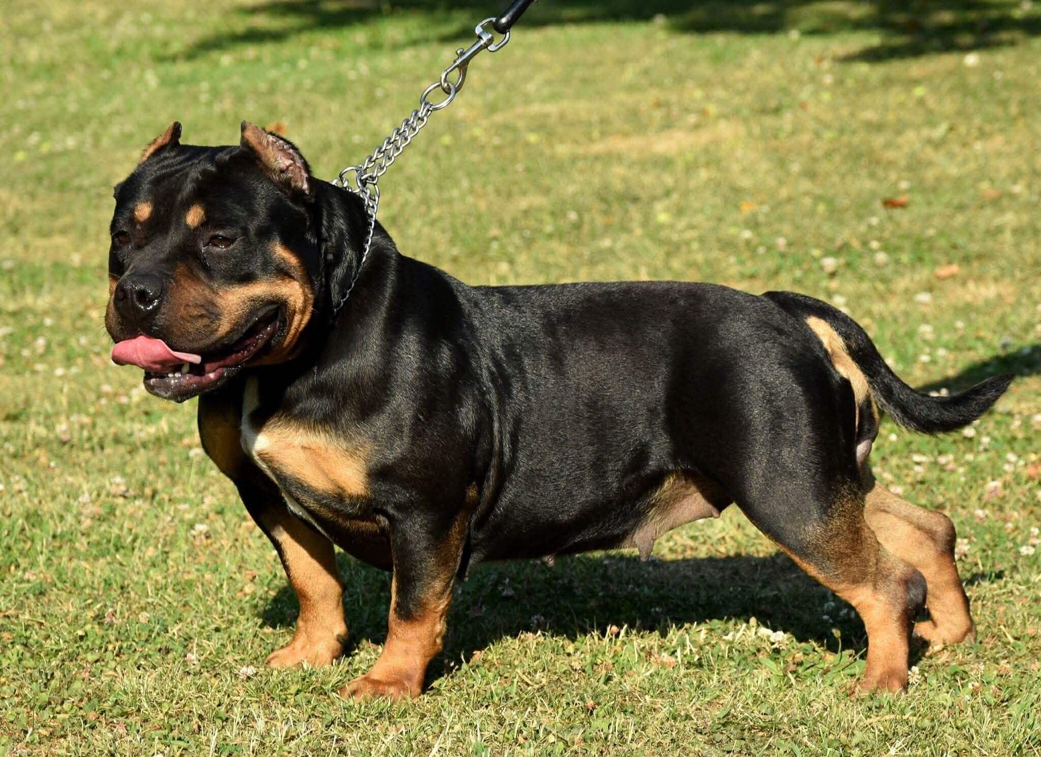 Dog Featured Image