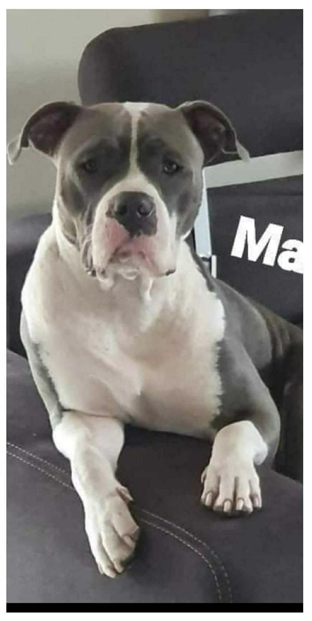 Dog Featured Image