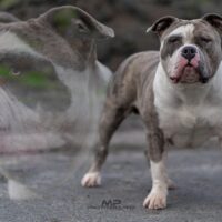 Gravity Bullies Boussa