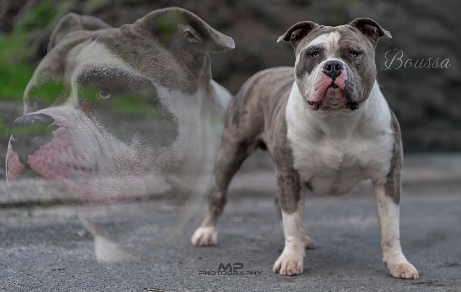Dog Featured Image