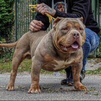 Bongiobest Bully Broly
