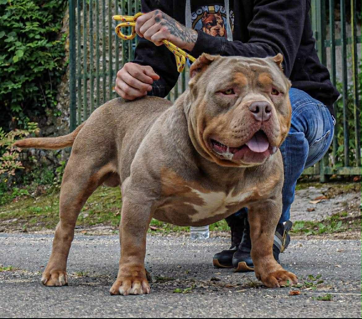 Dog Featured Image