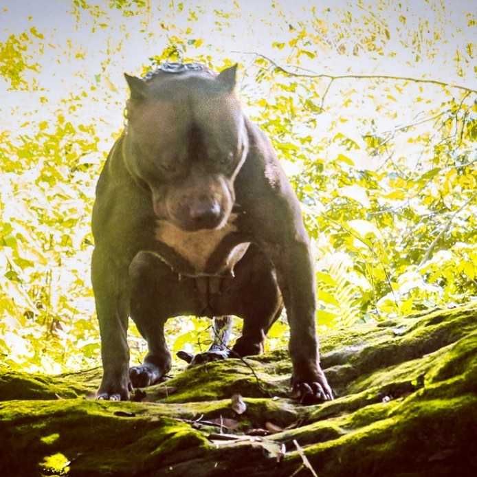 Dog Featured Image