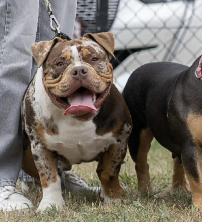 Dog Featured Image