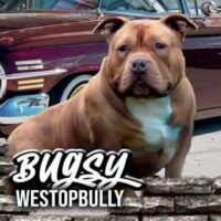 westopbully bugsy