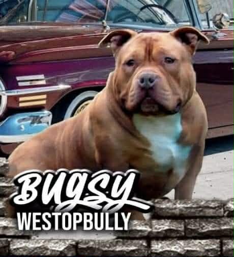 Dog Featured Image