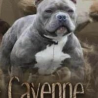 masterbully cayenne