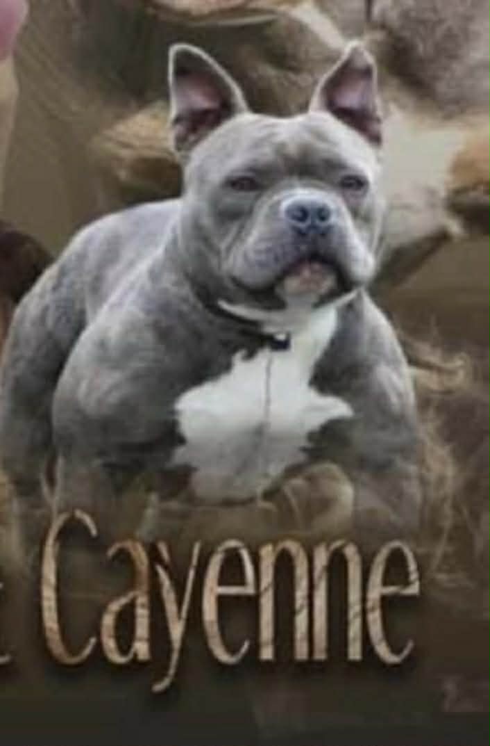 Dog Featured Image