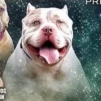 Elite bullys choppa