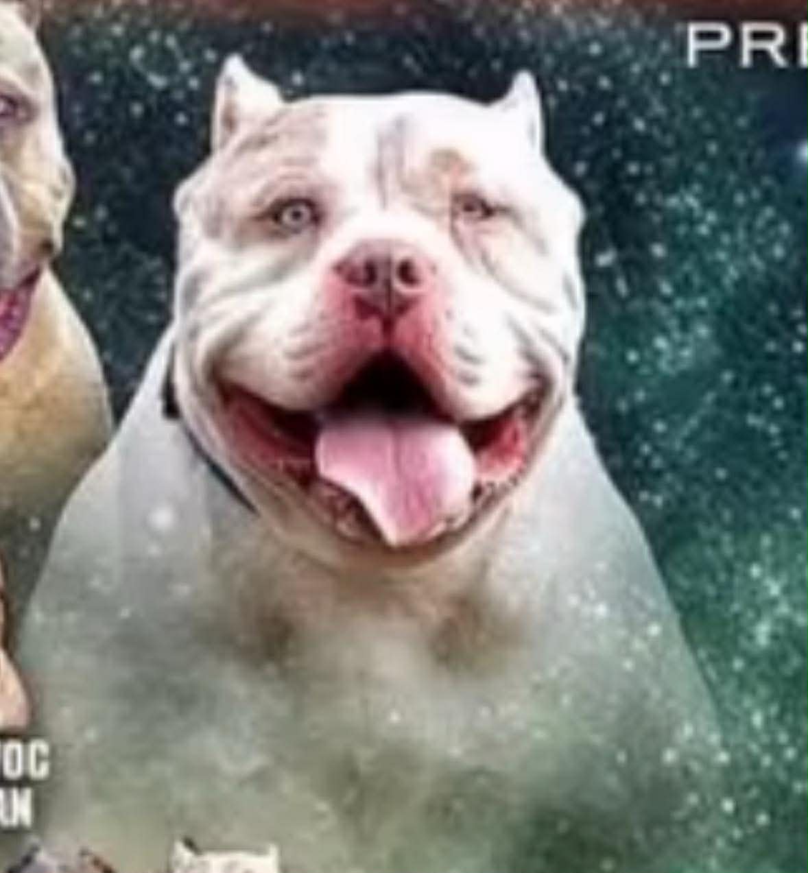 Dog Featured Image