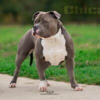 Roca Bully’s Chica