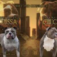 Gravity Bullies Boussa X Roca Bully’s Chica
