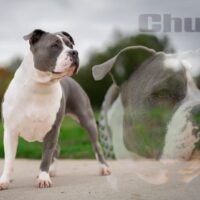 roca bully’s Chula