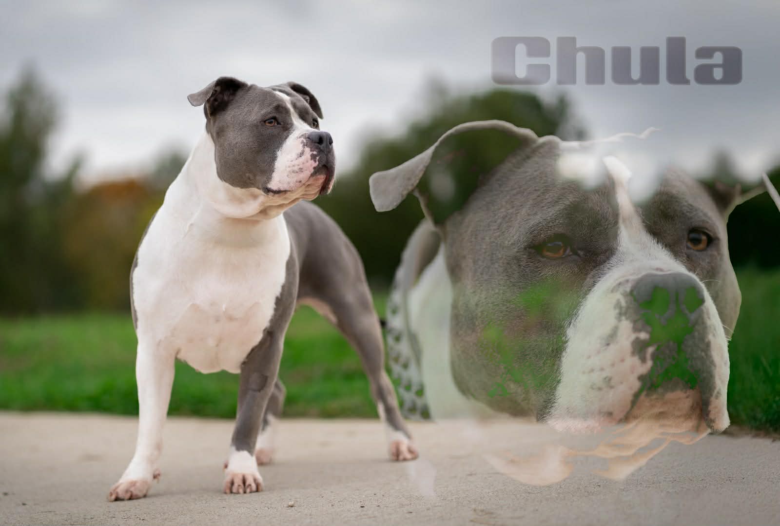 Dog Featured Image