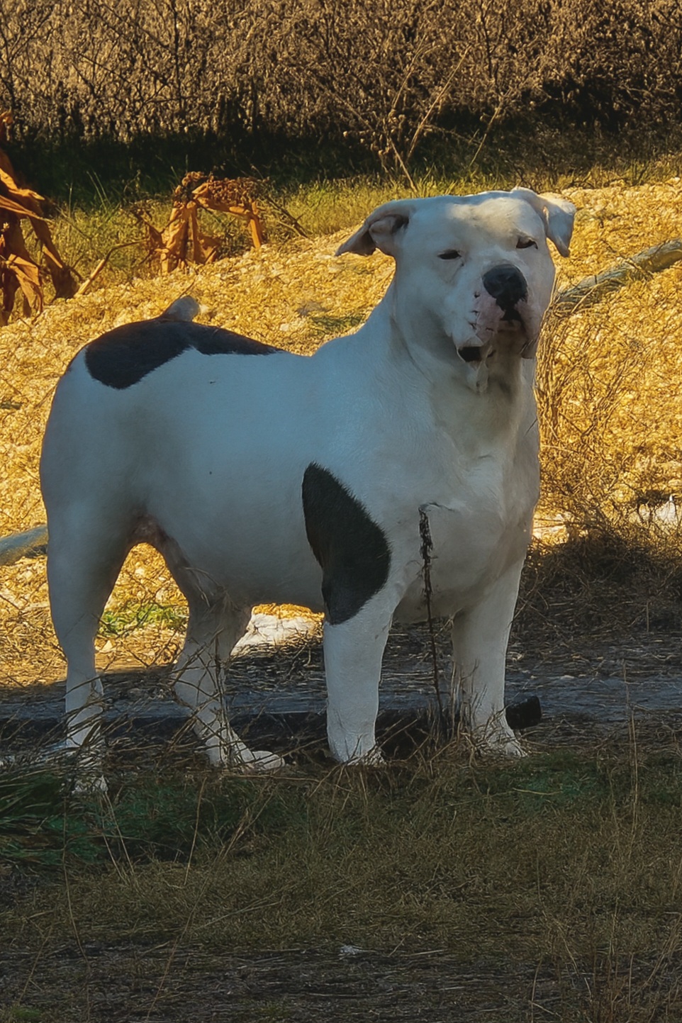 Dog Featured Image
