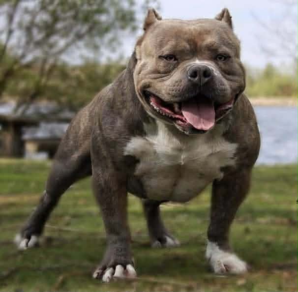 Dog Featured Image