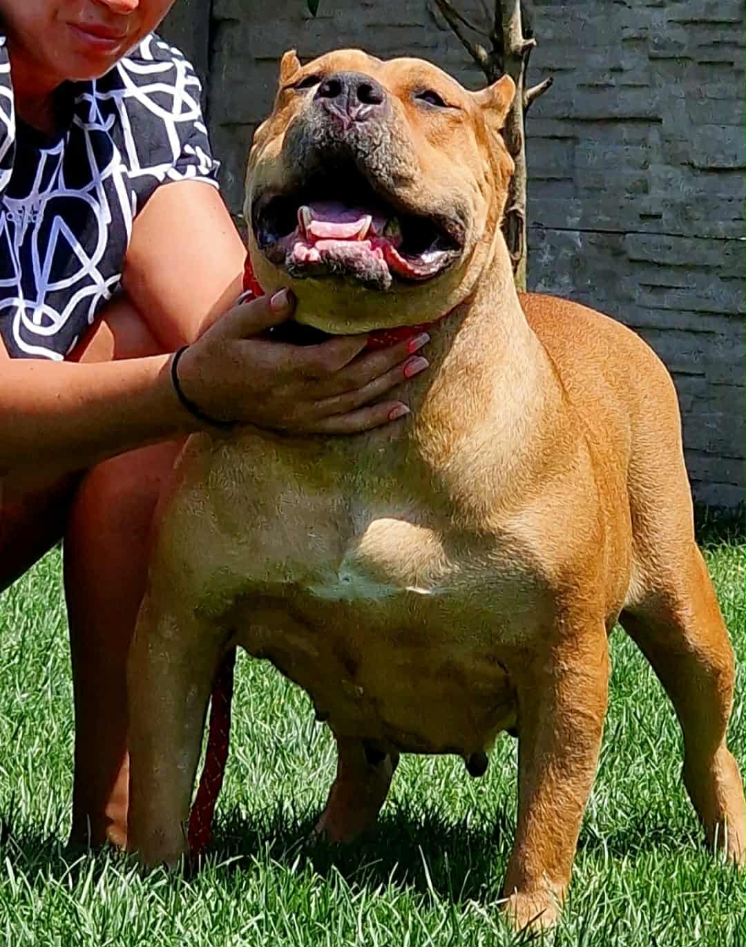 Dog Featured Image