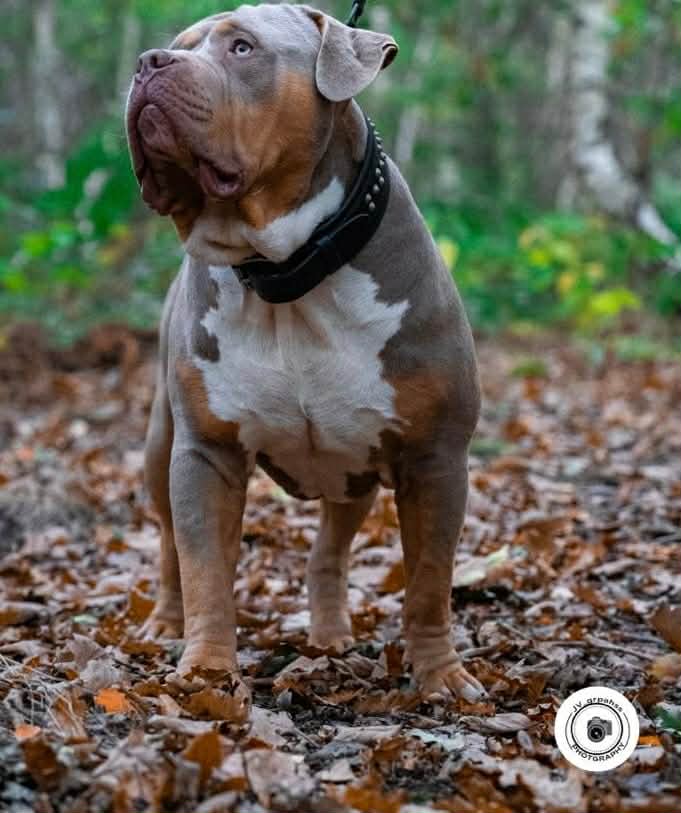 Dog Featured Image