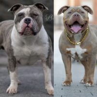 Gravity Bullies Boussa X xlk’s Queen Elly