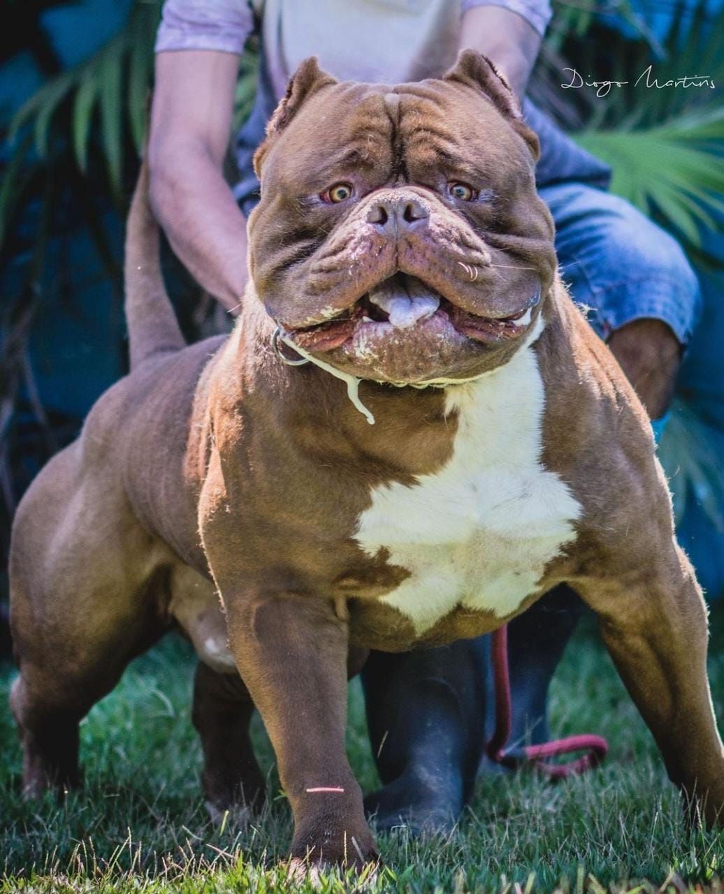 Dog Featured Image