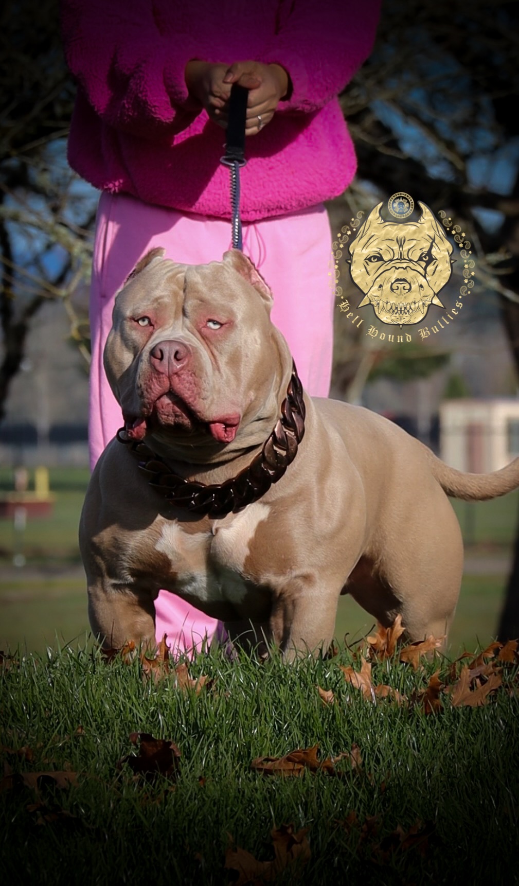 Dog Featured Image
