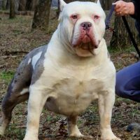 KPN BULLY’S KONG