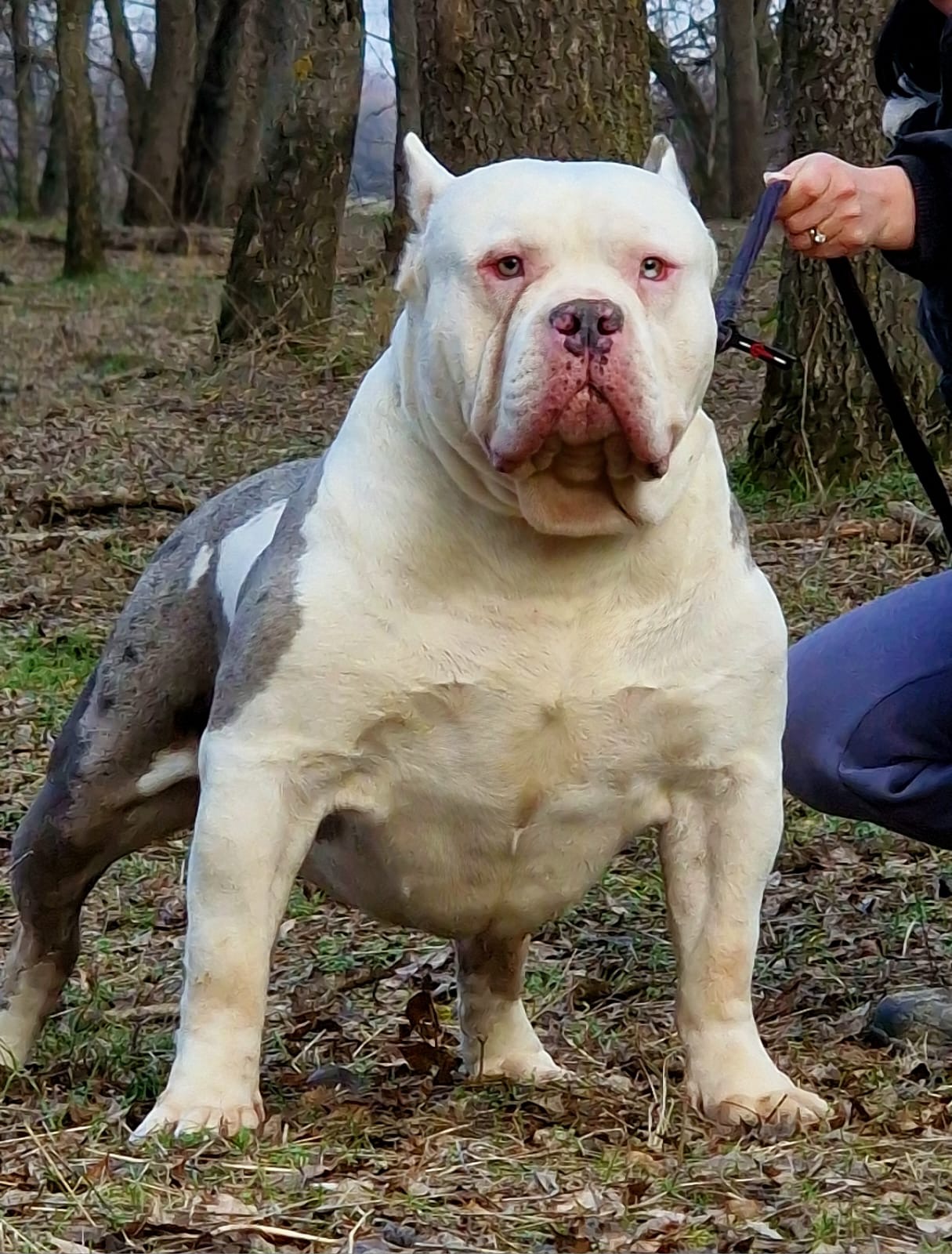 Dog Featured Image