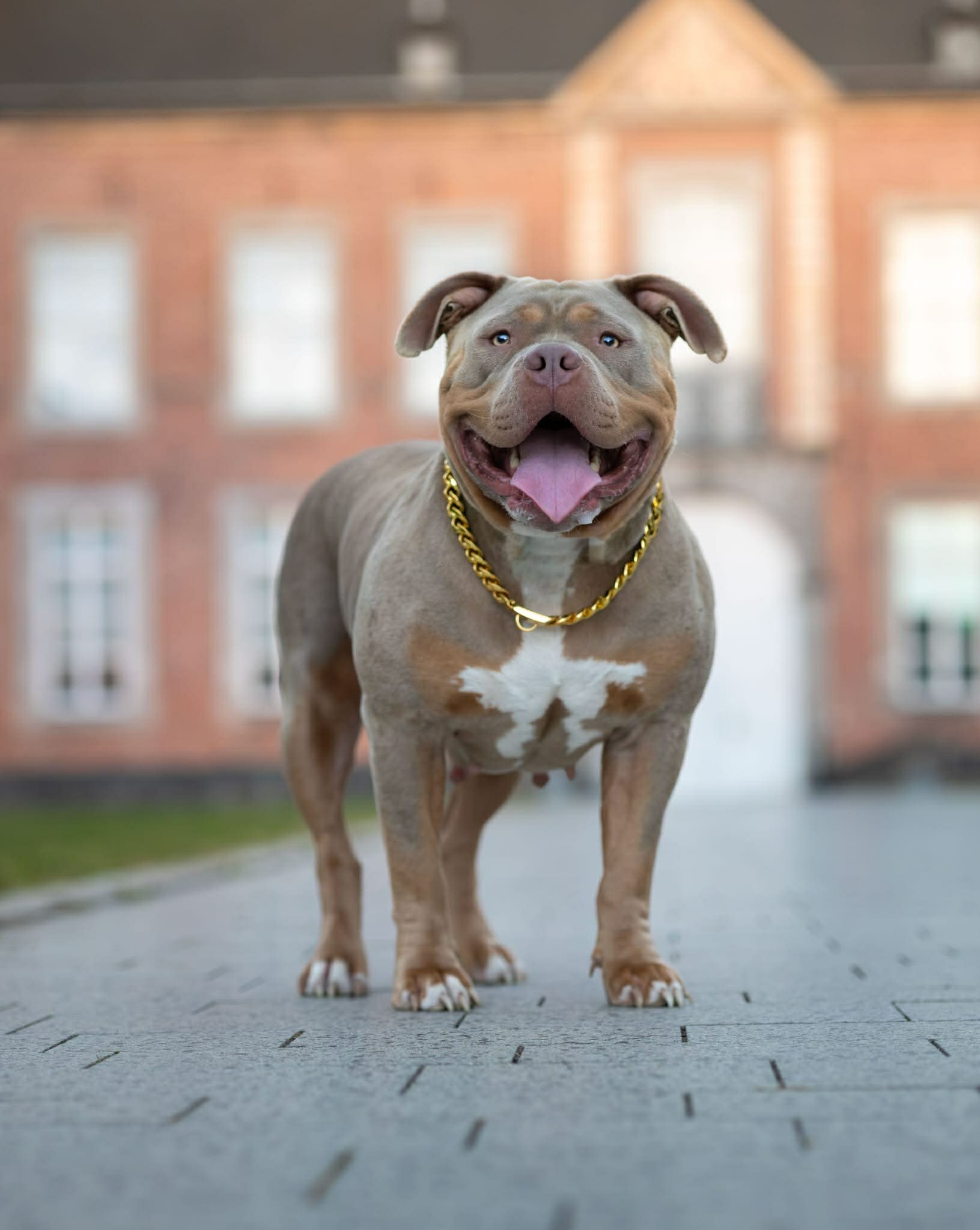 Dog Featured Image
