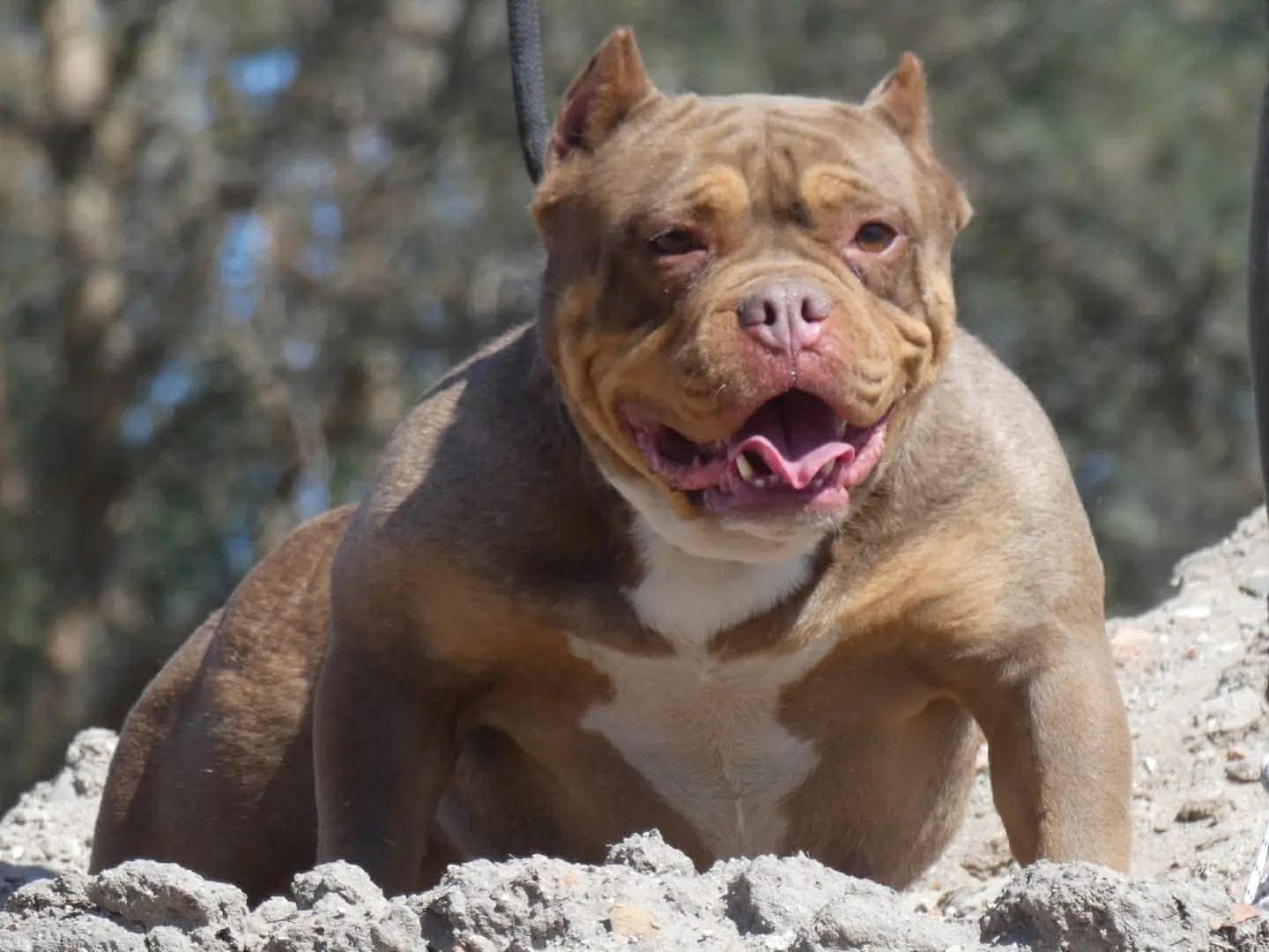 Dog Featured Image