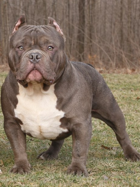 Dog Featured Image