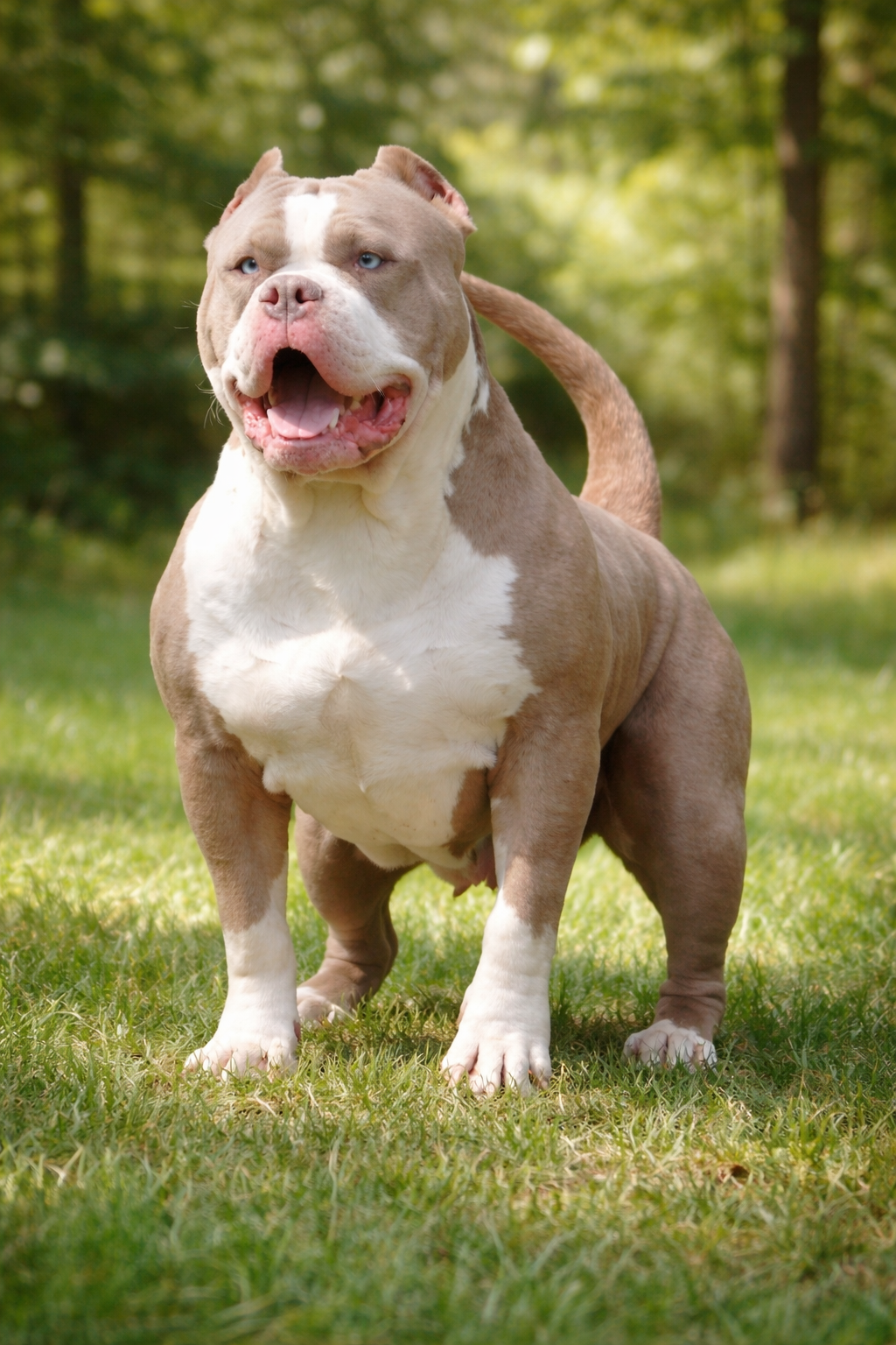 Dog Featured Image