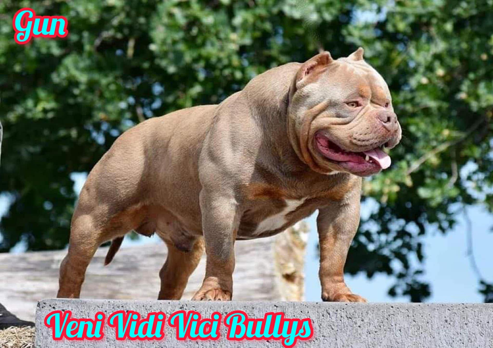 Dog Featured Image
