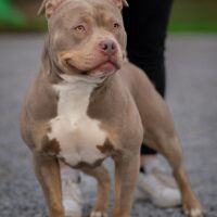 Dog Featured Image