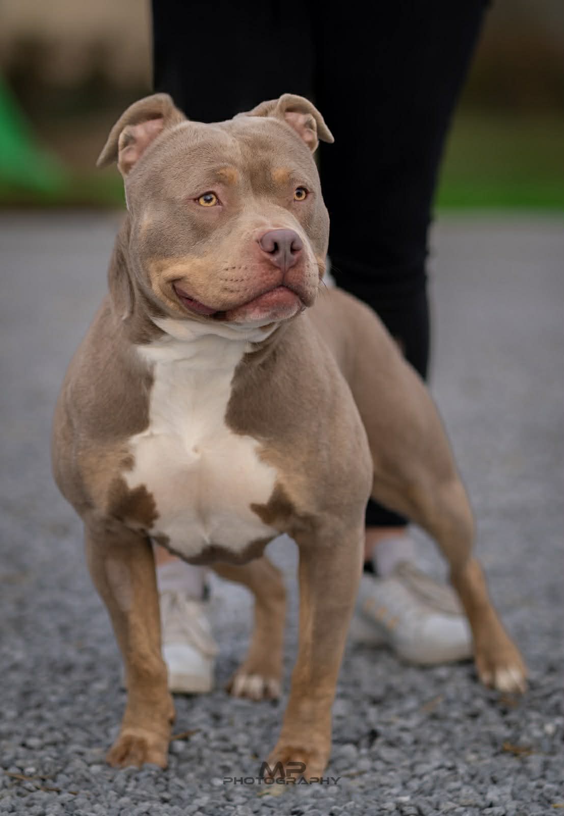 Dog Featured Image