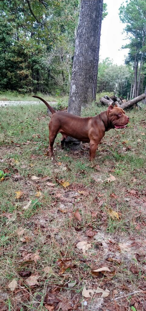 Dog Featured Image