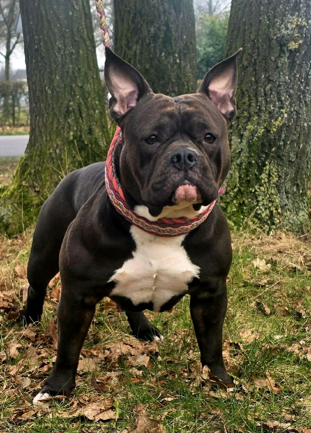 Dog Featured Image
