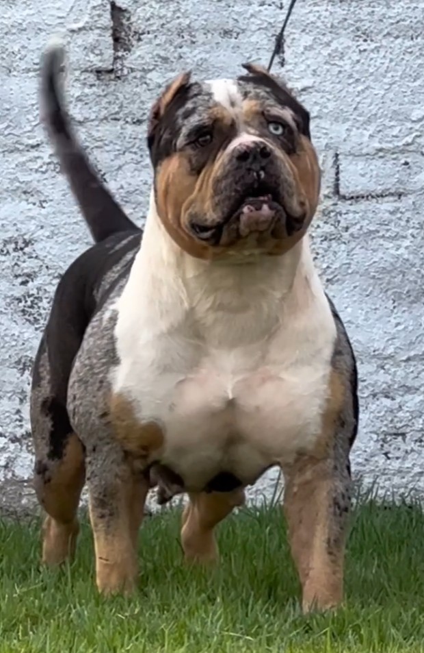 Dog Featured Image