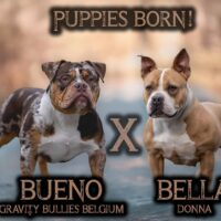 Gravity bullies bueno X bella donna