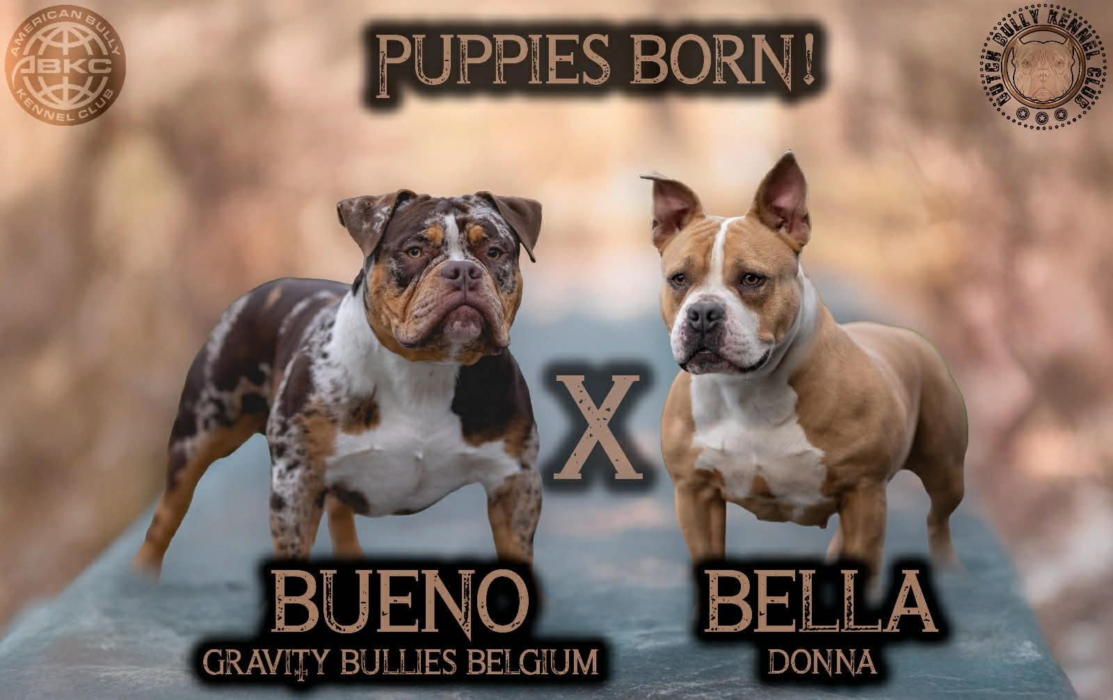 Dog Featured Image