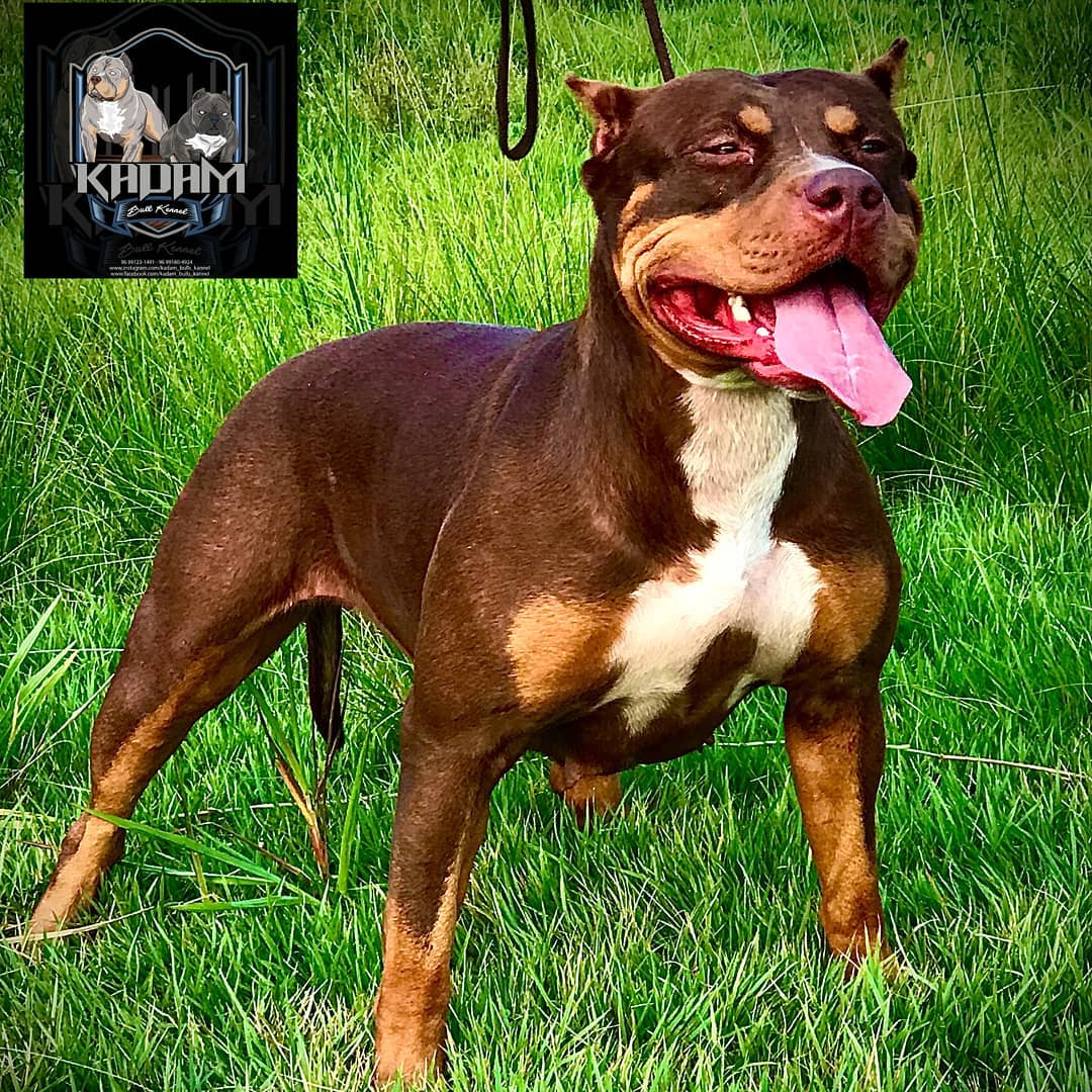 Dog Featured Image