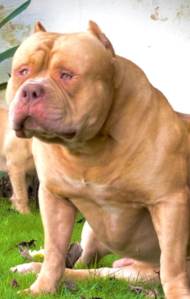 Dog Featured Image