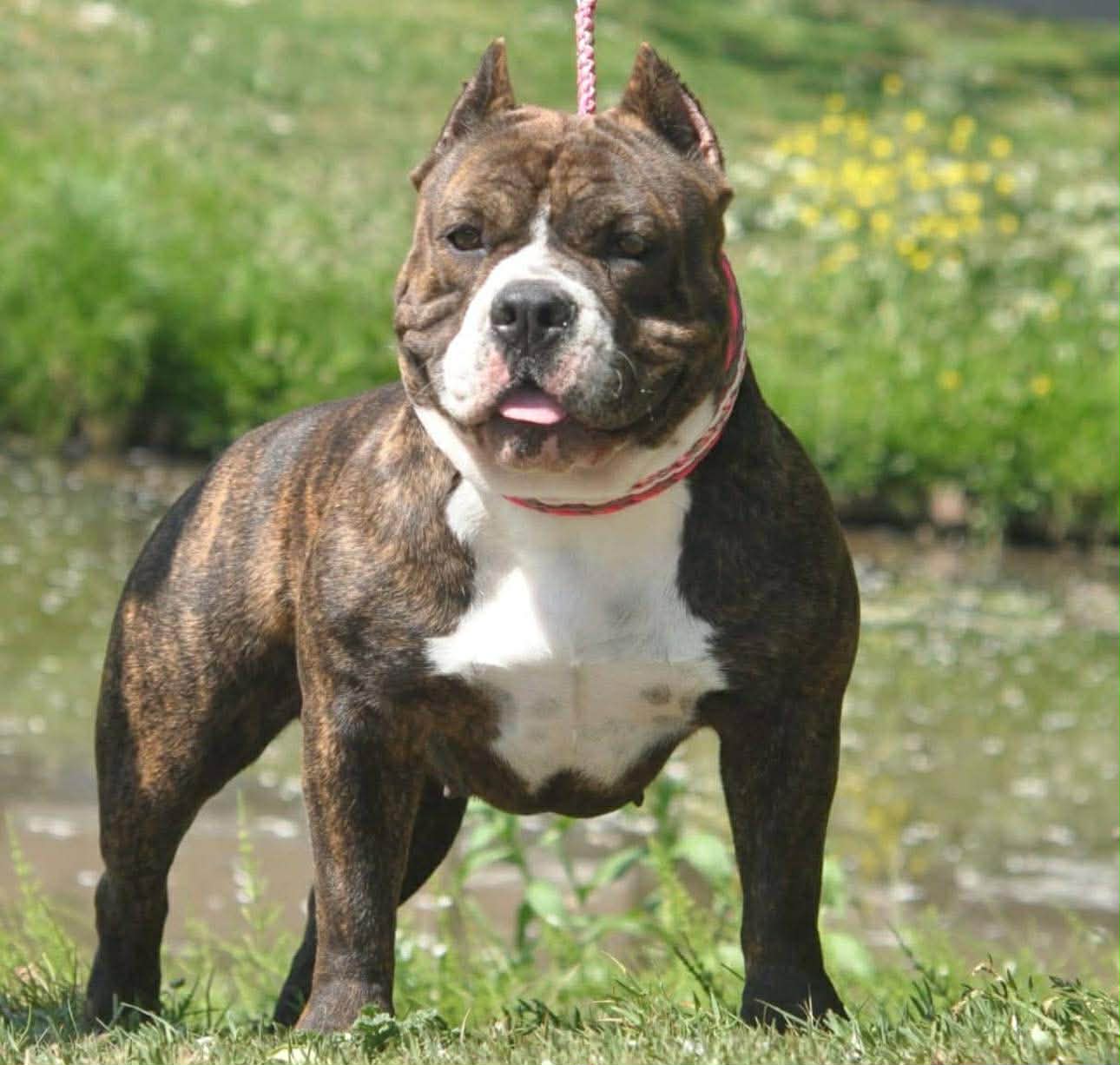 Dog Featured Image