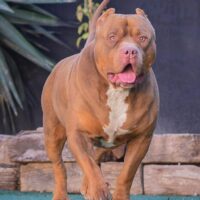 topdogbullies maximo ,