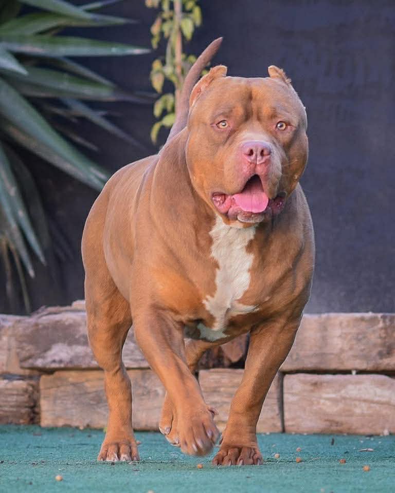 Dog Featured Image