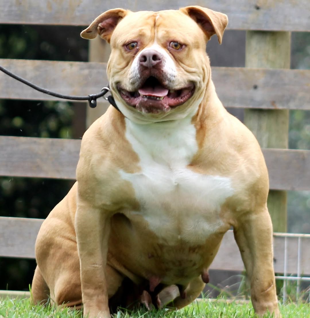 Dog Featured Image
